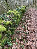 IMG_8181