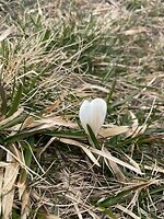 IMG_8724