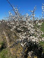 IMG_8764