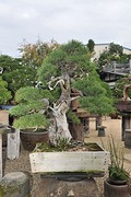 Shunkaen4