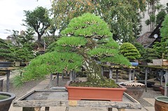 Shunkaen3