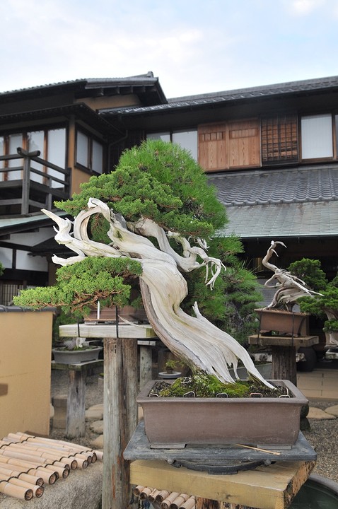 Shunkaen1