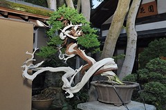 Shunkaen2