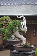 Shunkaen5