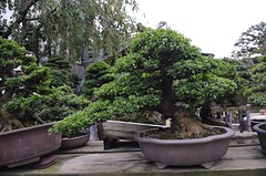 Shunkaen9