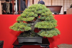 Bon7-1