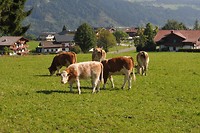 Koe met schapenvacht