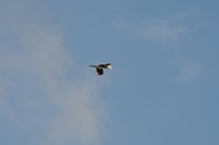 image24