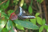 image13