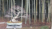 IMG_20260212_100324