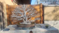 IMG_20260213_151655