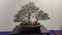 IMG_20260214_115154