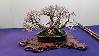 IMG_20260214_115133