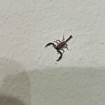 Een mini-schorpioen op de muur!