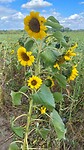 Zonnebloemen