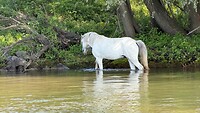 Er staat een paard in de gan… het water