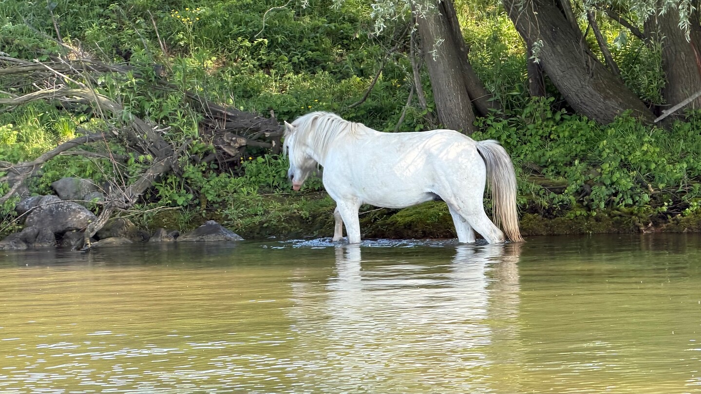 Er staat een paard in de gan… het water