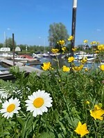 Bloemetjes