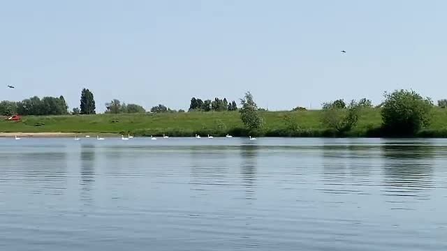 Het zwanenmeer