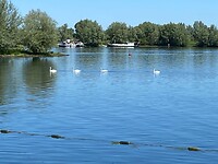 Uitzicht op zwanen