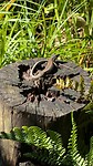 IMG_1201