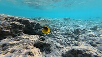 Sataya Reef (Egypte) dag 2