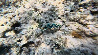 Sataya Reef (Egypte) dag 2