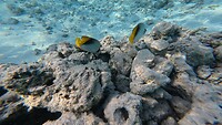 Sataya Reef (Egypte) dag 2