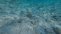 Sataya Reef (Egypte) dag 2