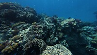 Sataya Reef (Egypte) dag 4
