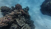 Sataya Reef (Egypte) dag 4