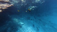 Sataya Reef (Egypte) dag 4