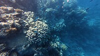Sataya Reef (Egypte) dag 4