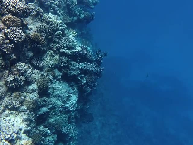 Sataya Reef (Egypte) dag 4