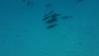 Sataya Reef (Egypte) dag 5