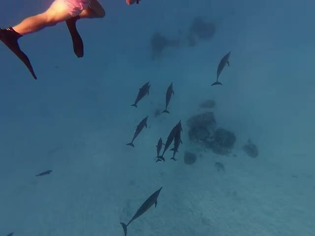 Sataya Reef (Egypte) dag 5