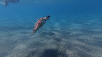 Sataya Reef (Egypte) dag 10