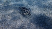 Sataya Reef (Egypte) dag 10