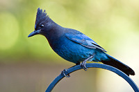 stellers-jay