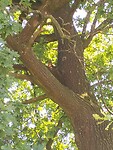 IMG-20240722-WA0009