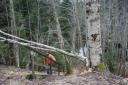 Door bever omgelegde boom