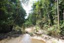 In de jungle ...