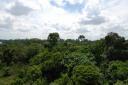 Jungle
