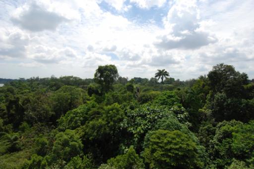 Jungle
