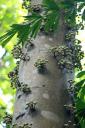 Jungle Botanic Gardens Singapore