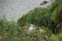 yellow-eyed pinguin