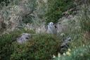yellow-eyed pinguin
