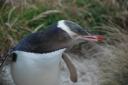 Close-up yellow-eyed pinguin