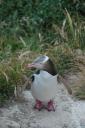 close-up yellow-eyed pinguin