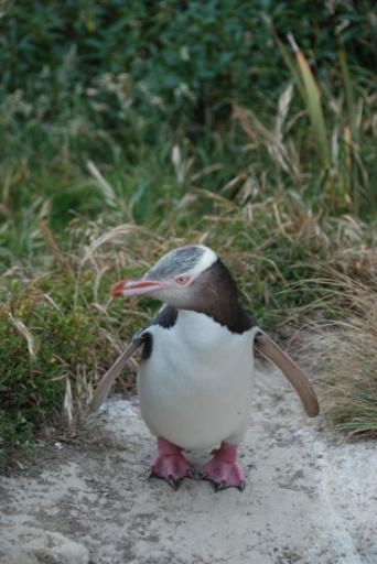 close-up yellow-eyed pinguin